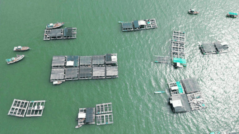 Kiên Giang: Hiện đại hóa nghề nuôi biển