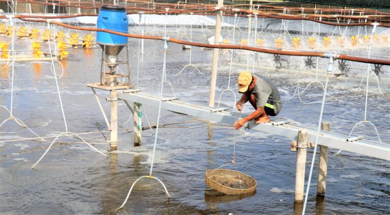 Kiên Giang phấn đấu sản lượng nuôi trồng thủy sản đạt hơn 86.000…