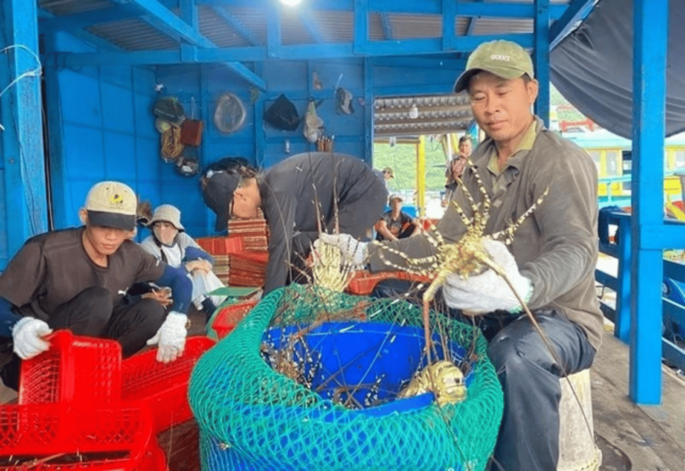 Lý do Trung Quốc thu mua rất nhiều tôm Việt Nam