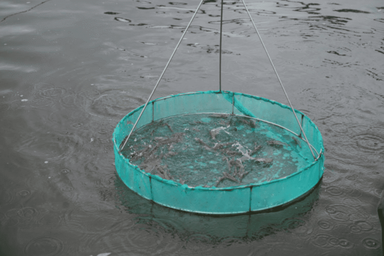 Sản xuất theo ESG Giải pháp giảm giá thành nuôi tôm