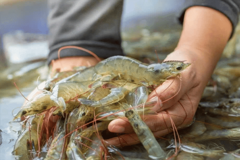 Trung Quốc tăng mua tôm Việt Nam