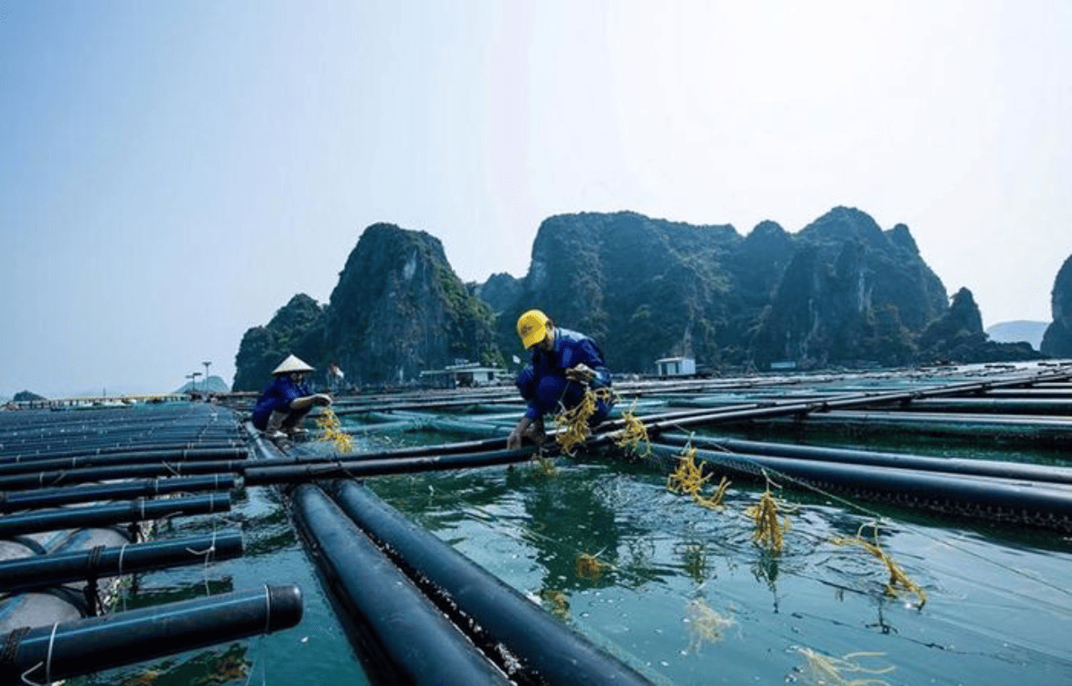 Thời hạn giao biển cho nuôi trồng thủy sản không được vượt quá 50 năm