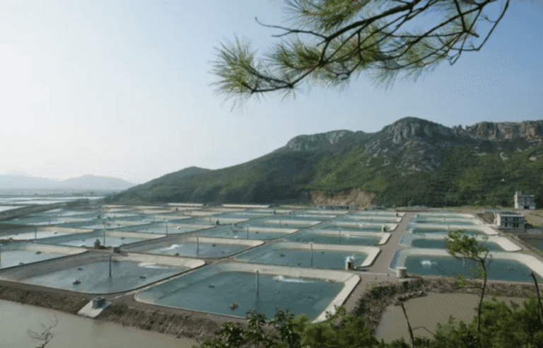 Trung Quốc đẩy mạnh nuôi tôm, Ecuador và Ấn Độ đối mặt thách…