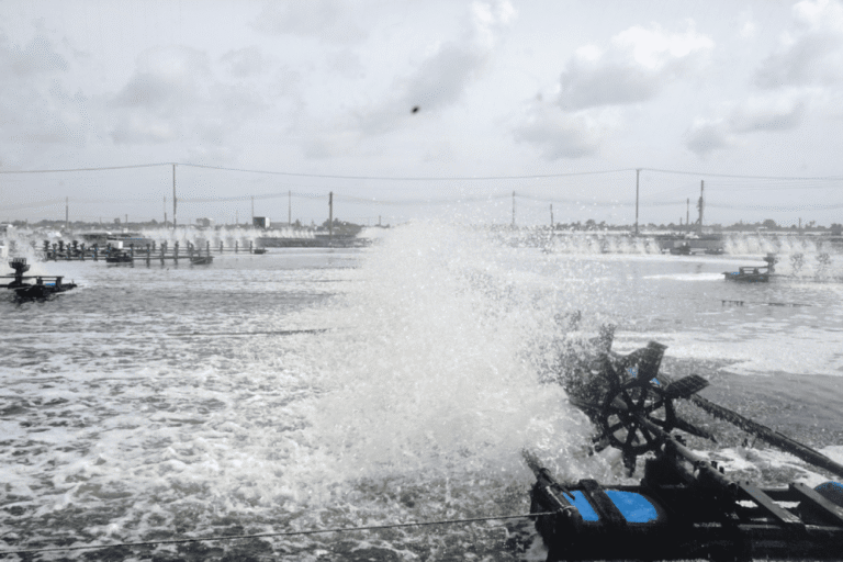 Chứng nhận quốc tế cho tôm